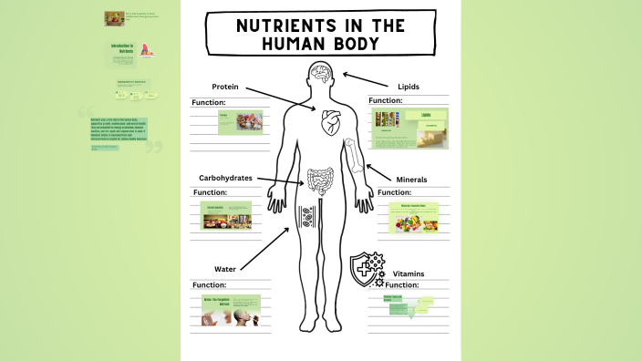 Essential Nutrients in the Human Body by Abby Rowley on Prezi