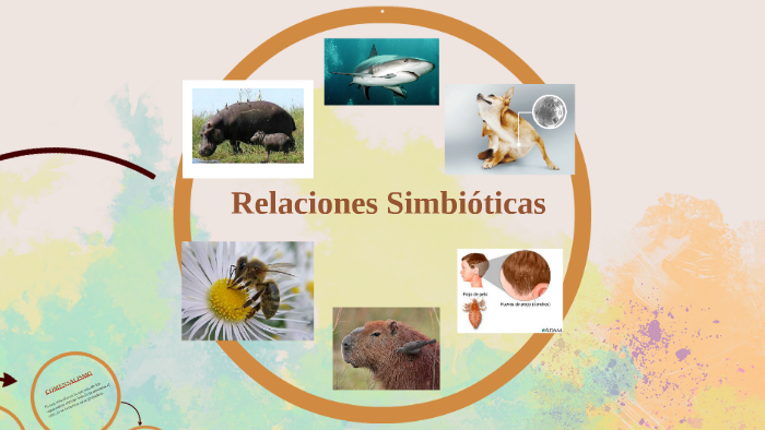 Relaciones Simbiotica By Lucia Caceres Hernandez On Prezi