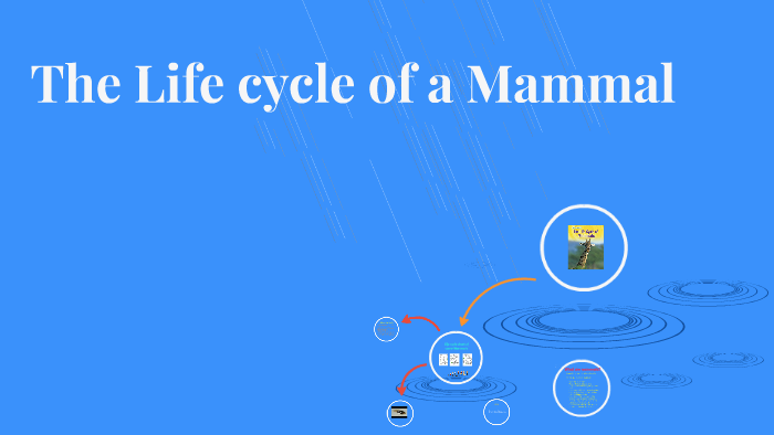 The Life cycle of a Mammal by cis year 5