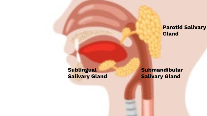 The Digestive System by Anna Combest on Prezi