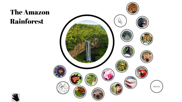 The Amazon Rainforest by D B on Prezi
