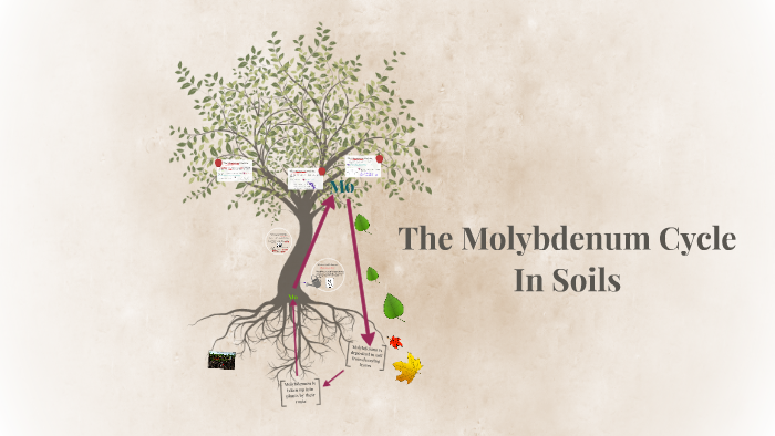 The Molybdenum Cycle In Soils By Erin Balas On Prezi