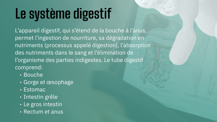 The Digestive System by YASSIR RAMI on Prezi