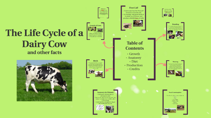 Cow's Lifecycle by cole seven on Prezi