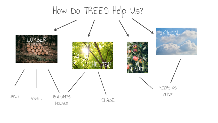 tree concept map by Elizabeth Heap on Prezi