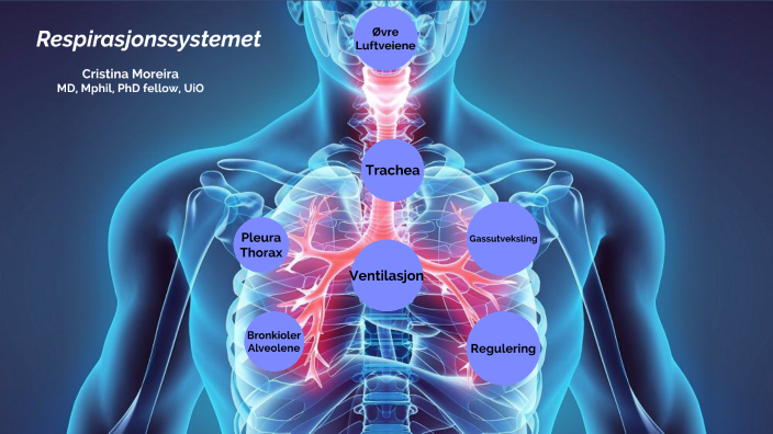 Respirasjonssystemet by Nayla Cristina do Vale Moreira on Prezi