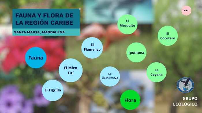 FAUNA Y FLORA DE LA REGIÓN CARIBE by Gustavo Herrera on Prezi