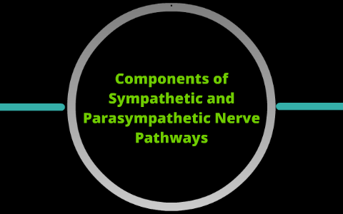 Components of Sympathetic and Parasympathetic Nerve Pathways by Jamie Tate