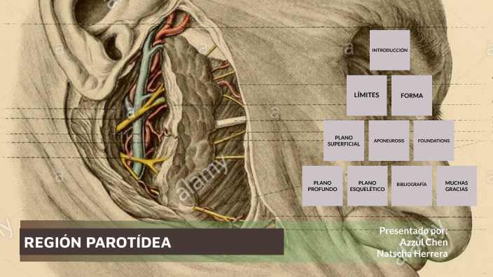 región parotídea