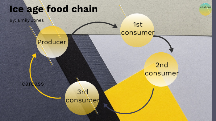 Ice age food chain by Emily Jones on Prezi Biology Diagrams