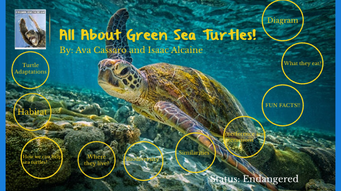 hawksbill sea turtle diagram