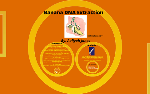 banana dna extraction lab procedure