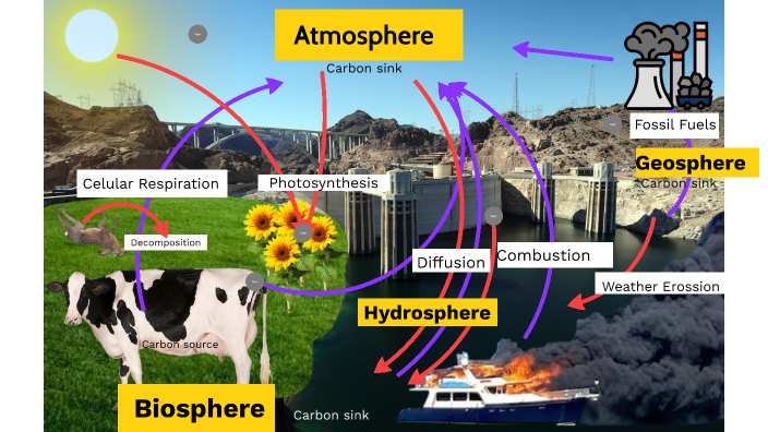Science Final Carbon Cycle by Nicolas Fernandez on Prezi