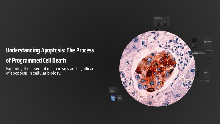 Understanding Apoptosis: The Process of Programmed Cell Death by Nigar ...