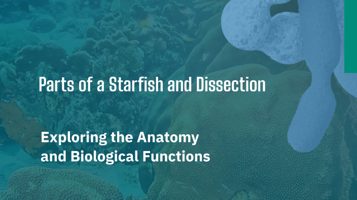 Parts of a Starfish and Dissection by Brooke Dawson on Prezi