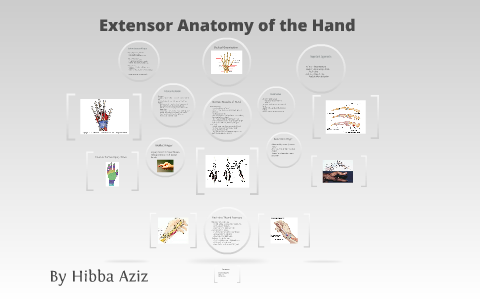 Extensor Anatomy of Hand by Hibba Aziz on Prezi