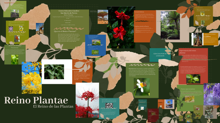 Reino Plantae by Angel Sorto on Prezi