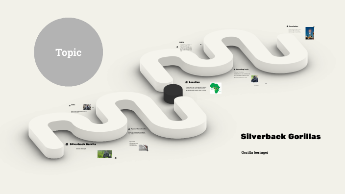 Silverback Gorillas by Joseph Mirabelli on Prezi