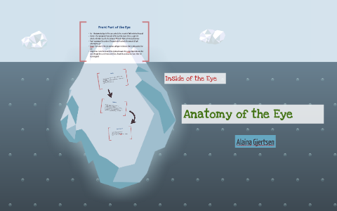 Anatomy of the Eye by on Prezi