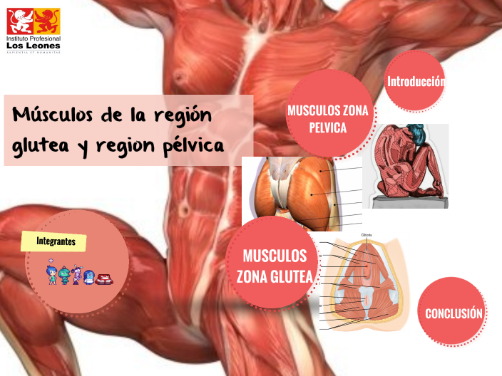 músculos de la región glútea