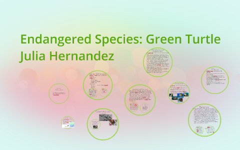 Endangered Species: Green Turtle by Julia Hernandez on Prezi