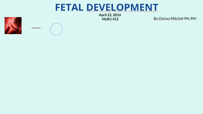 FETAL DEVELOPMENT by chrissy mitchell on Prezi