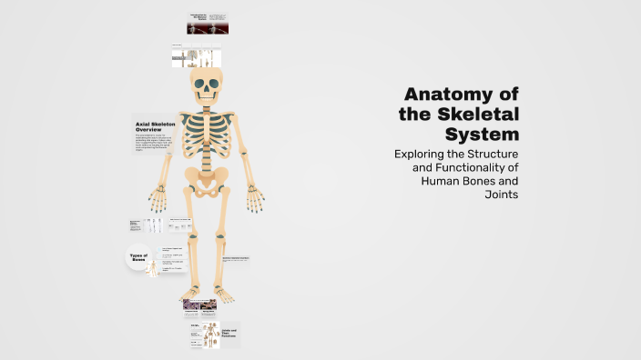 Anatomy of the Skeletal System by Hamdi Mohamed on Prezi