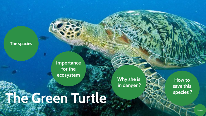 The green turtle by Shaïma Zaoui on Prezi
