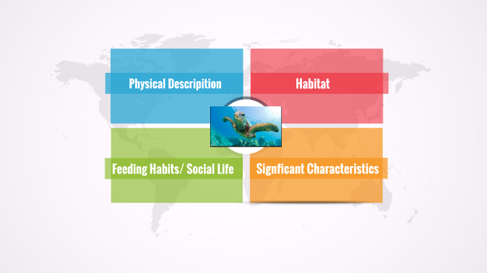 Sea Turtle Bio Project by Piper Warren on Prezi