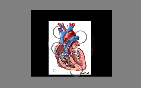 Heart by Dustin Hart on Prezi