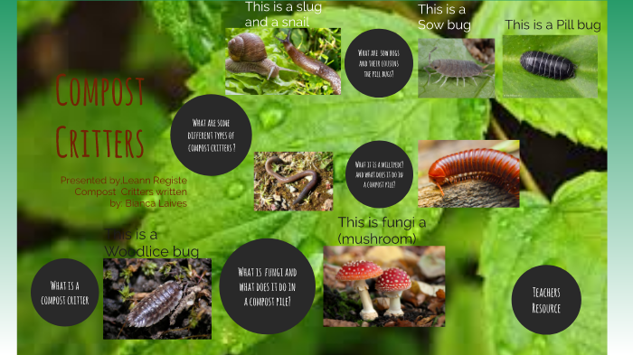 Compost critters and what they can tell you