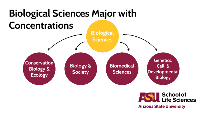 Biological Sciences Major Concentrations By Courtney Stone