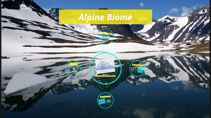 Alpine Biome By Natalie Jorgensen On Prezi