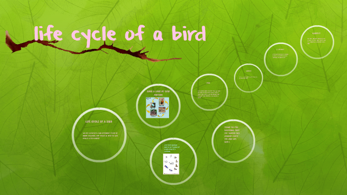 life cycle of a bird by rana jaber