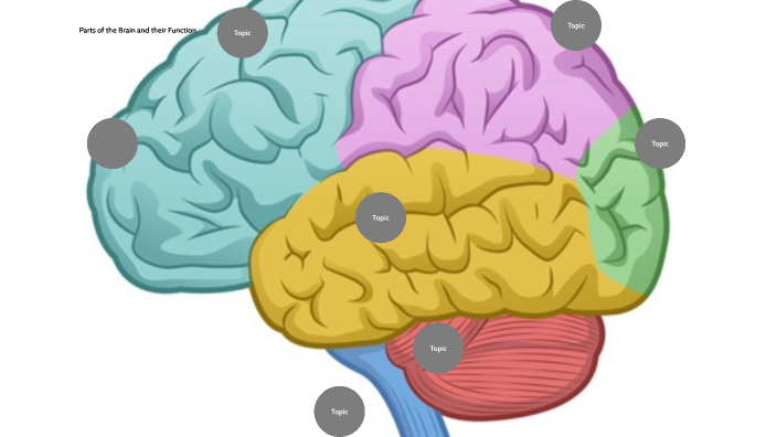 Parts of the Brain and Their Function by Jack Hart on Prezi