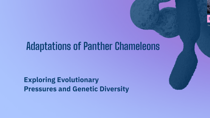 Adaptations of Panther Chameleons by Kymarni Astill on Prezi