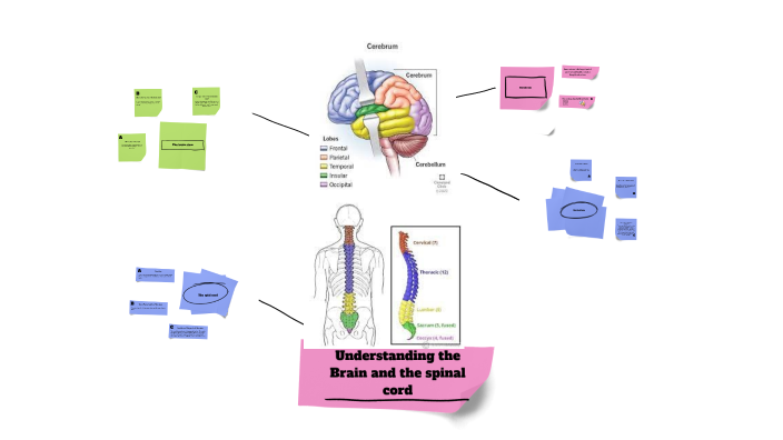 Understanding the Brain by breonna bob on Prezi