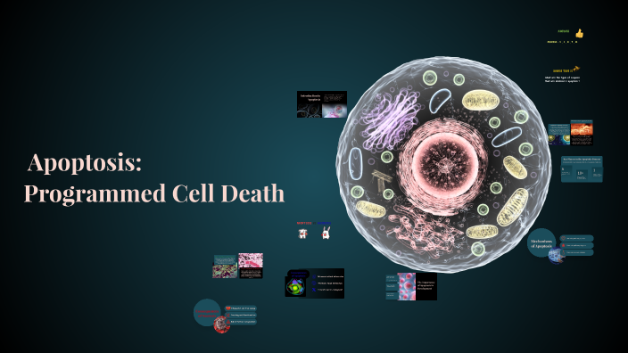 Exploring Apoptosis: The Art of Programmed Cell Death by Nervana Hesham ...