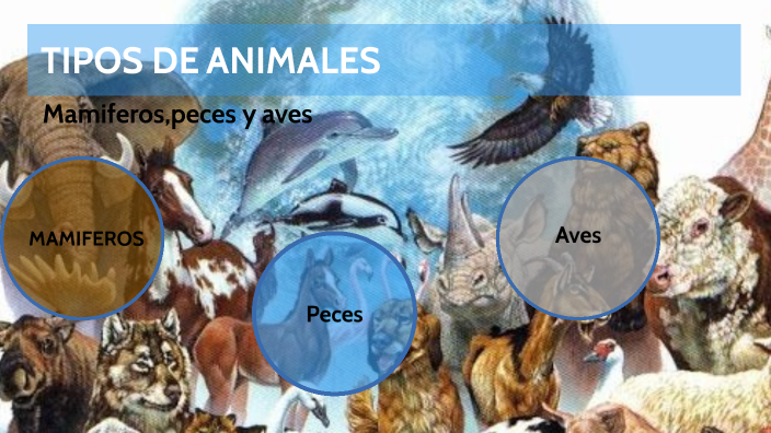 TIPOS DE ANIMALES by Anabel Muñoz