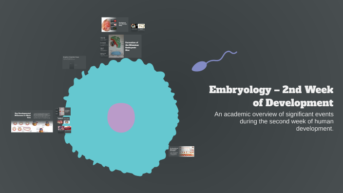 Embryology – 2nd Week of Development by يوسف محمد on Prezi