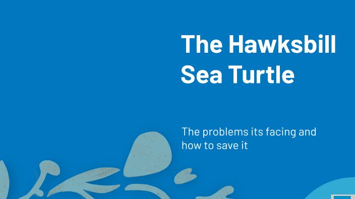 The Hawksbill Sea Turtle by Charles Holmes on Prezi
