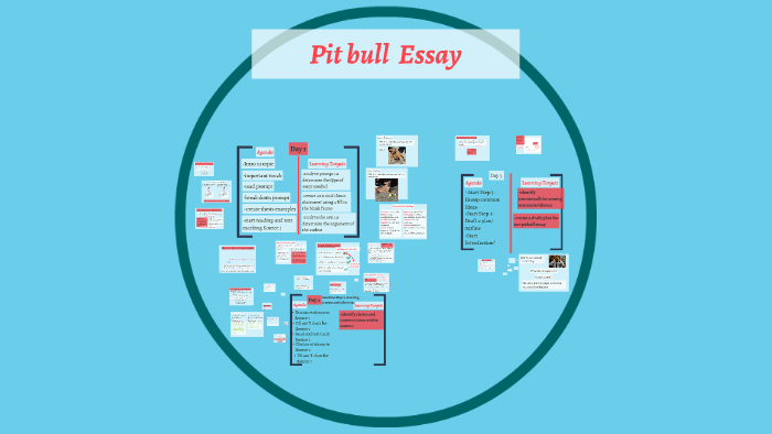 argumentative essay on pit bulls