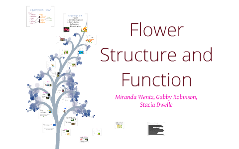 Flower Structure and Function by Stacia Dwelle