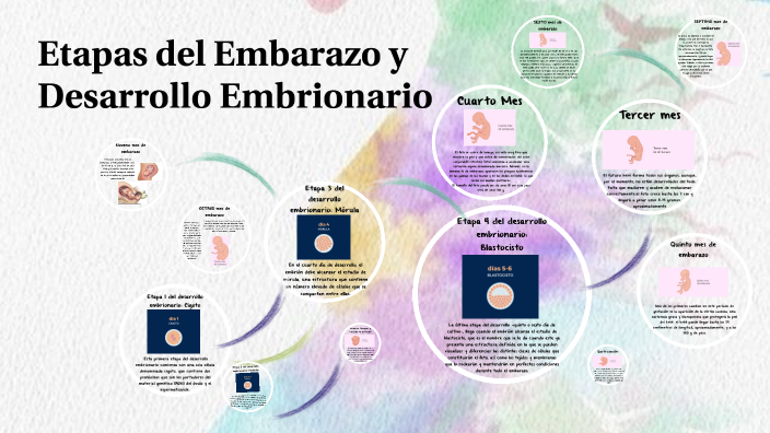 Etapas Del Embarazo Y Desarrollo Embrionario By Deicy Campos On Prezi 