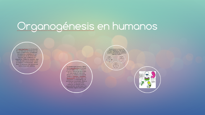Organogénesis en humanos by Carmen Postigo Recio on Prezi