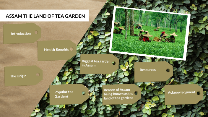 Assam The land of tea Garden by Ananya Hemrajani of 10C by Ananya ...