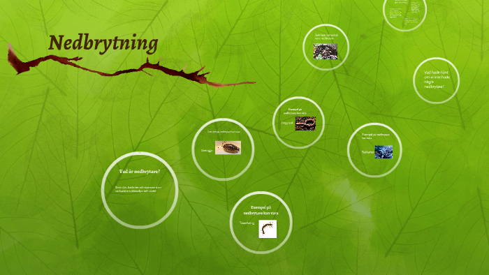 Vill du öka ditt vad äter lejon ? Du måste läsa detta först