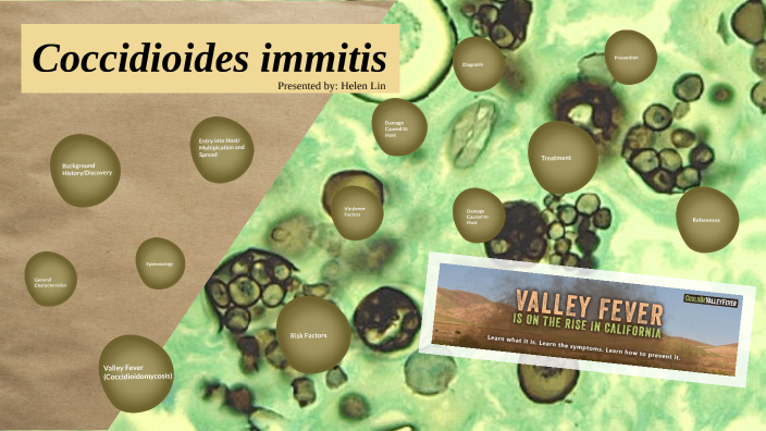 Coccidioides Immitis By On Prezi