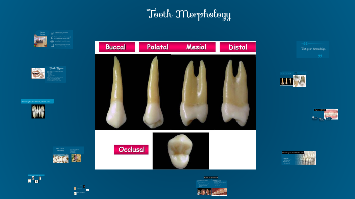 Triangular Tooth Morphotype Exploring Tooth Morphology: A Fun Learning Journey by Tanya Monson on Prezi