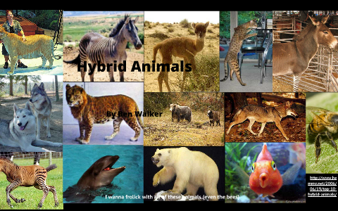 Hybrid Animals by Ben Walker
